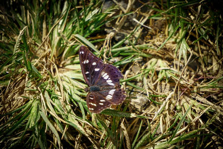 Purple Emperor butterfly in the nature close up viewの写真素材