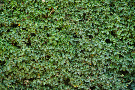 Ivy covered wall template texture backgroundの写真素材
