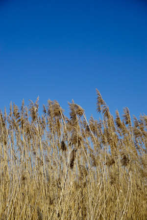 Reed bed template texture backgroundの写真素材