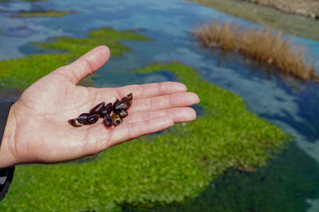 Group of little snails in man hand close up viewの写真素材