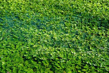 Bog bean template texture backgroundの写真素材