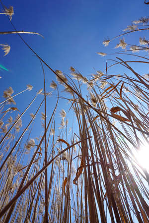 Reed bed template texture backgroundの写真素材