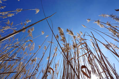 Reed bed template texture backgroundの写真素材