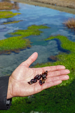 Group of little snails in man hand close up viewの写真素材
