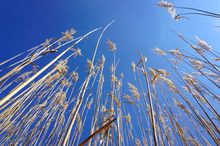 Reed bed template texture backgroundの写真素材