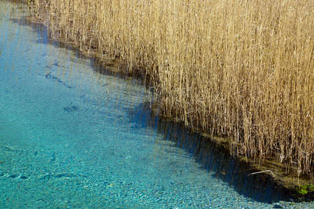 Reed bed template texture backgroundの写真素材