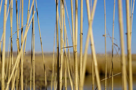 Reed bed template texture backgroundの写真素材