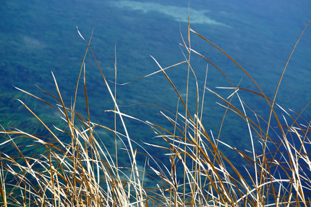 Reed bed template texture backgroundの写真素材