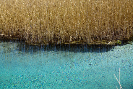 Reed bed template texture backgroundの写真素材