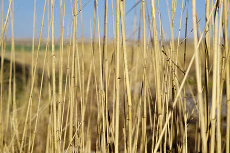 Reed bed template texture backgroundの写真素材