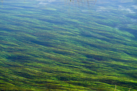 Water moss template texture backgroundの写真素材