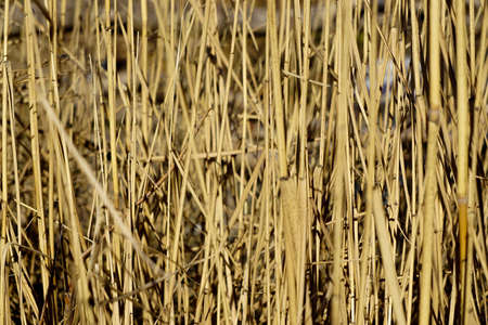 Reed bed template texture backgroundの写真素材