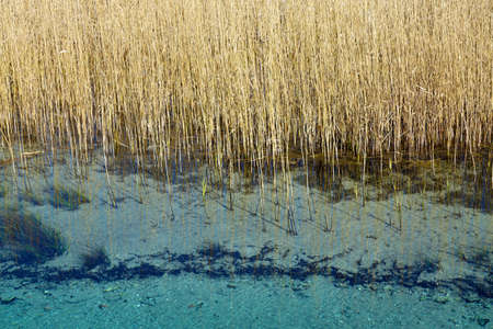 Reed bed template texture backgroundの写真素材