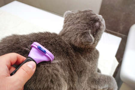 Scottish fold cat being combed at homeの写真素材