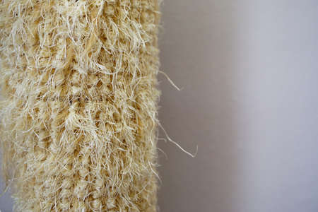 Cat scratch mat close up view with text input spaceの写真素材