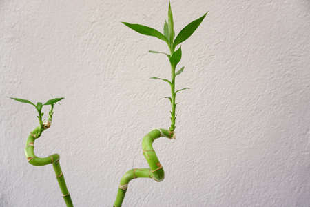 Flourished bamboo plant close up view at homeの写真素材
