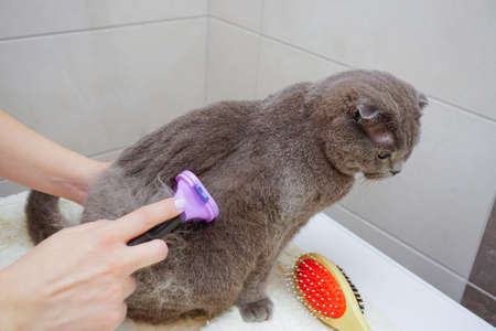 Scottish fold cat being combed at homeの写真素材
