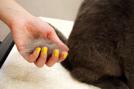 Scottish fold cat being combed at homeの写真素材