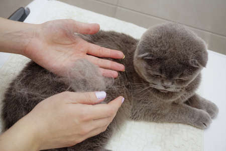 Scottish fold cat being combed at homeの写真素材