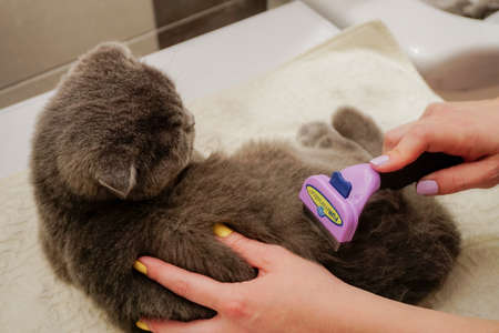 1 May 2021 Eskisehir Scottish fold cat being combed with furminatorの写真素材