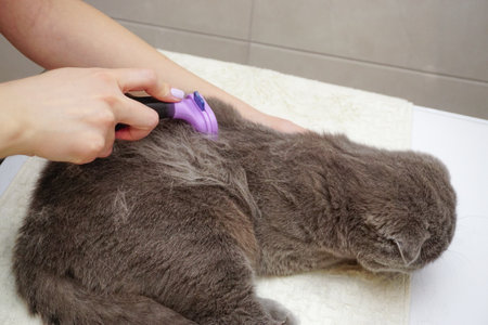 Scottish fold cat being combed at homeの写真素材