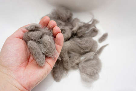 Pile of cat fur combed from scottish fold cat close up viewの写真素材
