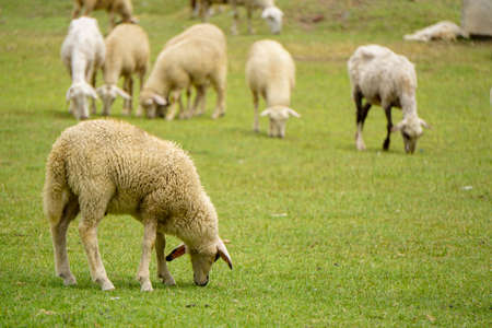 Sheep and goat herd being fed on green fields before the sacrifation fete on a sunny day in Turkeyの写真素材