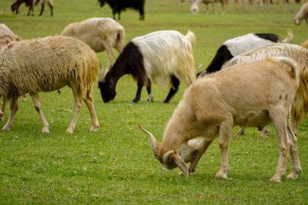 Sheep and goat herd being fed on green fields before the sacrifation fete on a sunny day in Turkeyの写真素材