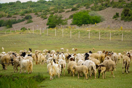 Sheep and goat herd being fed on green fields before the sacrifation fete on a sunny day in Turkey