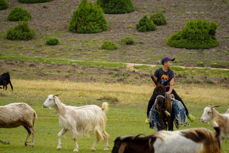 4 july 2021 Eskisehir Turkey Shephard child herding the sheep on green fields before the sacrifation feteのeditorial素材