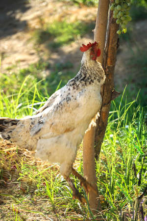 Denizli Rooster jumping for the grapes above uniqe momentの写真素材