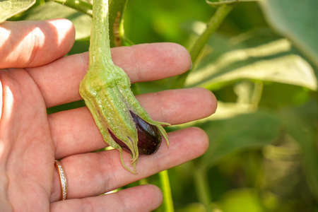 Uncultivated tiny raw aubergine growing on the field in woman handの写真素材