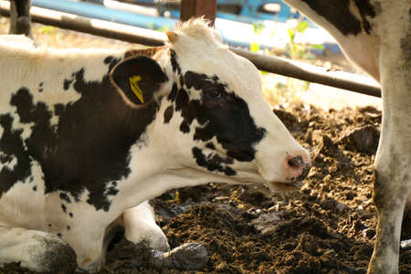 Modern cow barn with livestock close up viewの写真素材