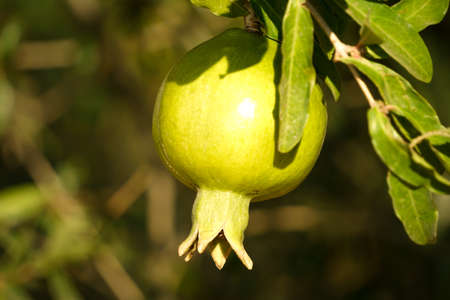 Uncultivated pomegrenate on the tree close up viewの写真素材