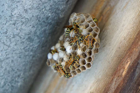 Wasp hive on home chimney close up viewの写真素材