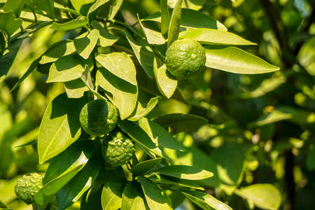 Uncultivated oranges growing on the tree close up viewの写真素材