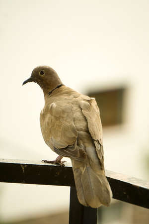 Pigeon bird posing for the camera close up viewの写真素材