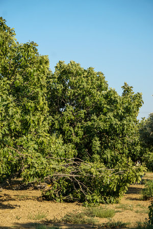 Fig tree with a collapsed branch on the fieldの写真素材