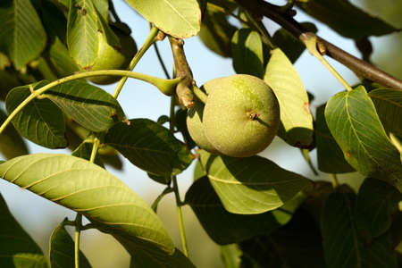 Uncultivated walnut on the tree close up viewの写真素材