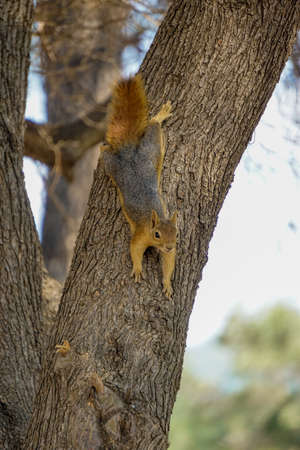 Squirrel on the tree in the nature close up viewの写真素材