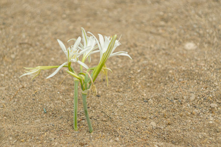 Sea Daffodil on the beach in the nature. Endemic flower under protection.の写真素材