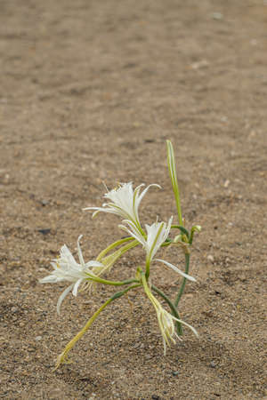 Sea Daffodil on the beach in the nature. Endemic flower under protection.の写真素材