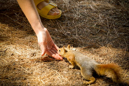 Squirrel being fed by woman hand in the nature close up viewの写真素材