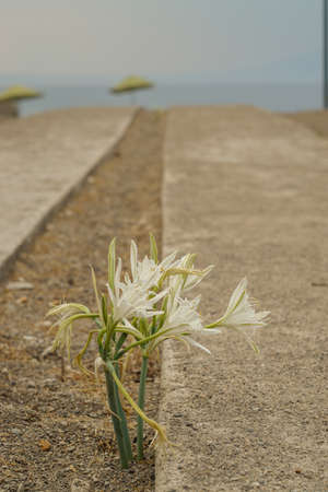 Sea Daffodil on the beach in the nature. Endemic flower under protection.の写真素材