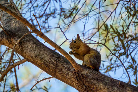 Squirrel on the tree in the nature close up viewの写真素材