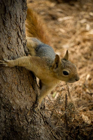 Squirrel on the tree in the nature close up viewの写真素材