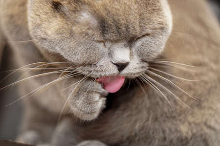 Cute scottish fold cat cleaning her fur with tongue close up view with shallow depth of fieldの写真素材