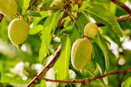 Green almonds close up viewの写真素材