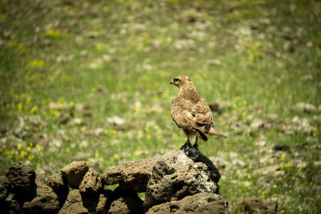 Brown hawk in the natureの写真素材