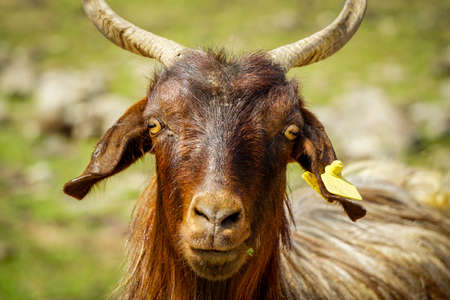 Goat herd Close up viewの写真素材